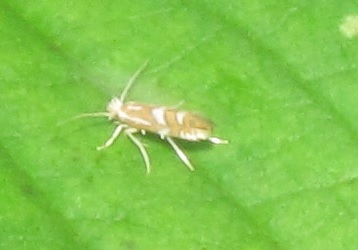 Phyllonorycter sp., Gracillariidae